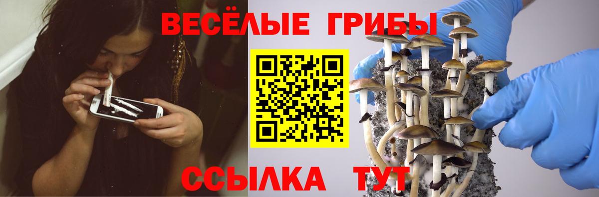 Ахтубинск  Псилоцибиновые грибы Psilocybine cubensis  Вход с VPN 